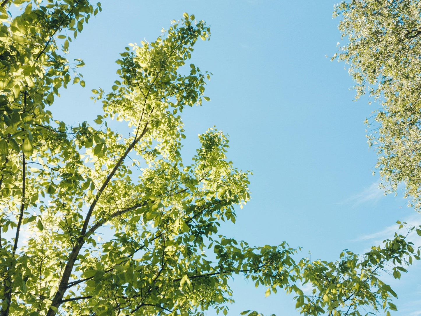 Imagery of tree top with sun light hitting trees to demonstrate the upcoming spring season and blooming plants that cause allergy issues.